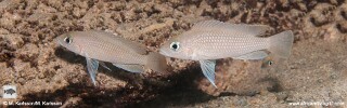 Neolamprologus sp. 'caudopunctatus kipili' Mwaka Bay.jpg