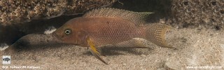 Neolamprologus sp. 'cygnus' Mwila Island.jpg