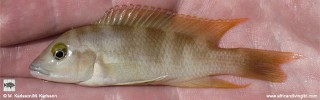 Neolamprologus sp. 'eseki' Kamamba Island.jpg