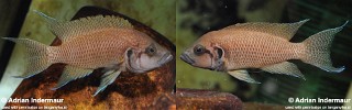 Neolamprologus sp. 'kombe' Kombe.jpg