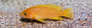 Neolamprologus sp. 'leleupi kapampa' Lunangwa Bay.jpg