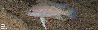 Neolamprologus sp. 'modestus mpimbwe' Mwaka Bay.jpg