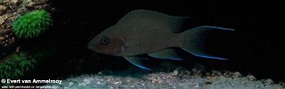 Neolamprologus sp. 'princess lyamembe' Mabilibili.jpg