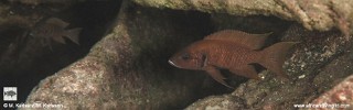 Neolamprologus sp. 'savoryi fulwe' Fulwe Rocks.jpg