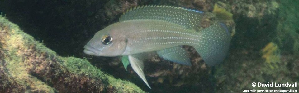 Neolamprologus tetracanthus 'Chimba'