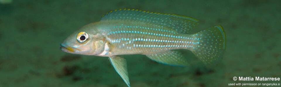 Neolamprologus tetracanthus 'Mtakuja' - Neolamprologus brevianalis 'Mtakuja'