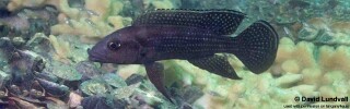 Neolamprologus tetracanthus 'Chisanse'.jpg