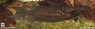 Neolamprologus timidus 'Mtosi Bay'.jpg