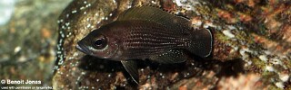 Neolamprologus toae! 'Burundi'.jpg