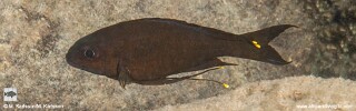 Ophthalmotilapia boops 'Kolwe Point'.jpg