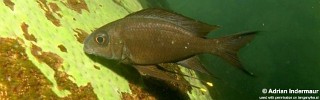 Ophthalmotilapia boops 'Korongwe'.jpg