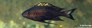 Ophthalmotilapia boops 'Msamba Rocks'.jpg
