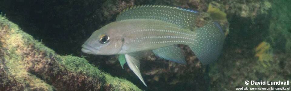 Neolamprologus tetracanthus 'Chimba'