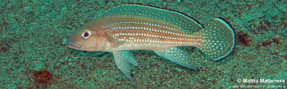 Neolamprologus tetracanthus 'Miyako Point'