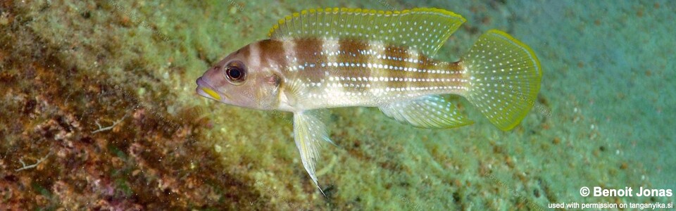 Neolamprologus tetracanthus 'Mvuna Island'<br><font color=gray>Neolamprologus brevianalis 'Mvuna Island'</font> 