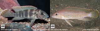 Neolamprologus tetracanthus Neolamprologus brevianalis Neolamprologus marginatus