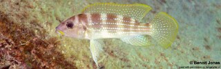 Neolamprologus tetracanthus 'Cape Mpimbwe'.jpg
