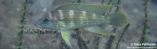 Neolamprologus tetracanthus 'Izinga Island'.jpg