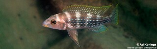 Neolamprologus tetracanthus 'Kalambo Lodge'.jpg