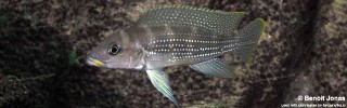 Neolamprologus tetracanthus 'Kasanga'.jpg