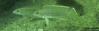 Neolamprologus tetracanthus 'Kilima'.jpg