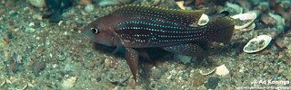 Neolamprologus tetracanthus 'Kipili'.jpg