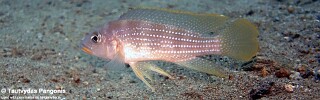 Neolamprologus tetracanthus 'Kisi Island'.jpg