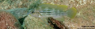 Neolamprologus tetracanthus 'Lupita Island'.jpg