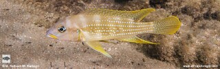 Neolamprologus tetracanthus 'Mongwe'.jpg