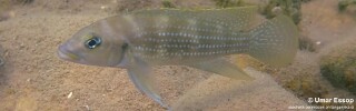 Neolamprologus tetracanthus 'Mpulungu'.jpg