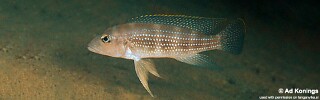Neolamprologus tetracanthus 'Tembwe (Deux)'.jpg