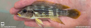 Neolamprologus tetracanthus 'Udachi'.jpg