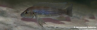 Neolamprologus tetracanthus.jpg