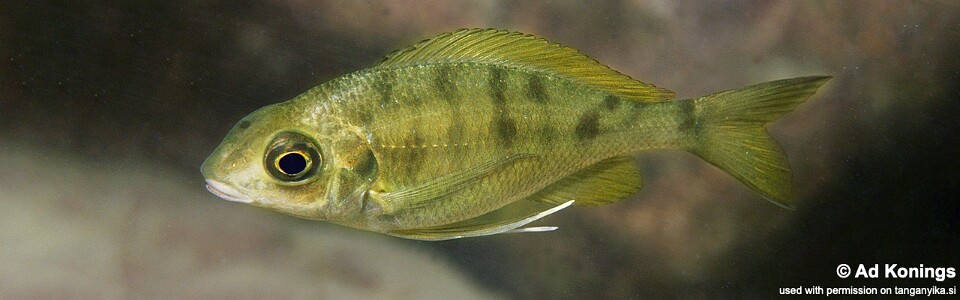 Ophthalmotilapia cf. nasuta 'Isanga Bay'