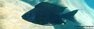 Ophthalmotilapia nasuta 'Cape Nambeyeye'.jpg