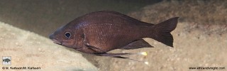 Ophthalmotilapia nasuta 'Kolwe Point'.jpg