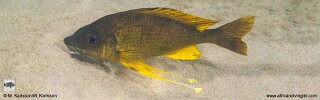 Ophthalmotilapia nasuta 'Mongwe'.jpg