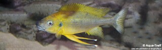 Ophthalmotilapia nasuta! 'Mukosa'.jpg