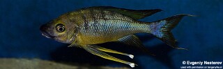 Ophthalmotilapia nasuta! 'Sela'.jpg