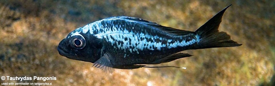 Ophthalmotilapia sp. 'whitecap' Katondo Point<br><font color=gray>Ophthalmotilapia ventralis 'Katondo Point'</font>