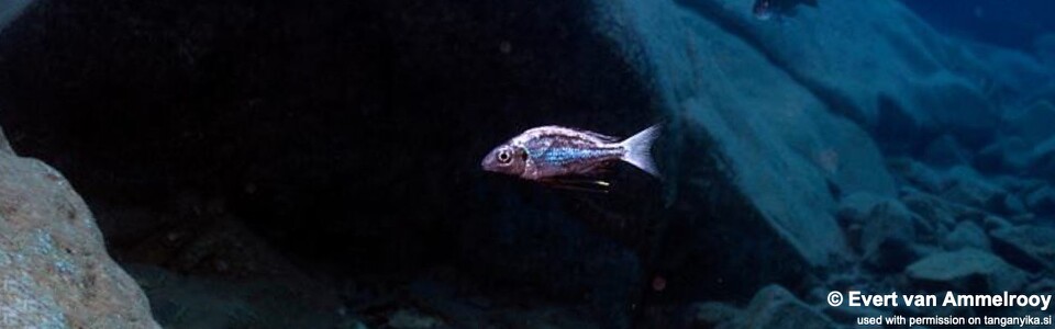 Ophthalmotilapia sp. 'whitecap' Mkuyu Point<br><font color=gray>Ophthalmotilapia ventralis 'Mkuyu Point'</font>