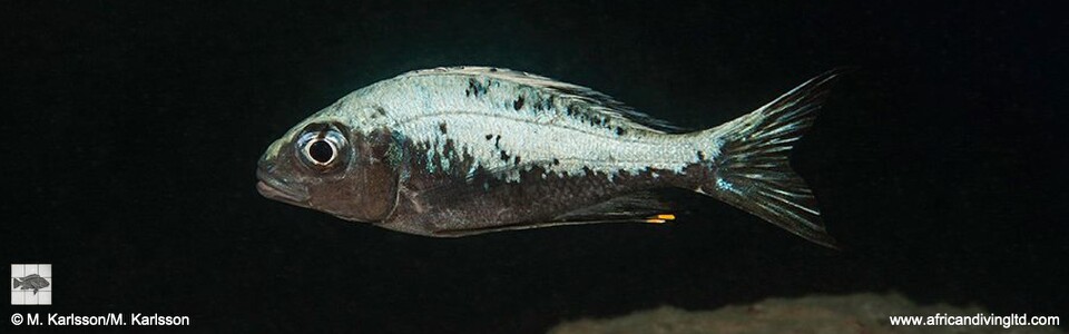 Ophthalmotilapia sp. 'whitecap' Mwaka Bay<br><font color=gray>Ophthalmotilapia ventralis 'Mwaka Bay'</font>