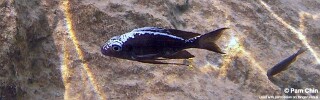 Ophthalmotilapia sp. 'whitecap' Jakobsens Beach.jpg