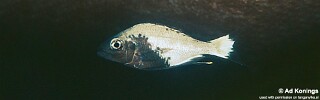 Ophthalmotilapia sp. 'whitecap' Tembwe (Deux).jpg