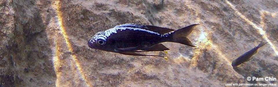 Ophthalmotilapia sp. 'whitecap' Jakobsen's Beach<br><font color=gray>Ophthalmotilapia ventralis 'Jakobsen's Beach'</font>