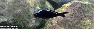 Ophthalmotilapia sp. 'whitecap' Kigoma.jpg