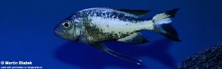 Ophthalmotilapia sp. 'whitecap' Moba.jpg