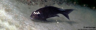 Ophthalmotilapia sp. 'whitecap' Sibwesa.jpg