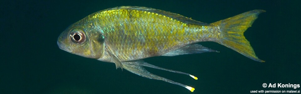 Ophthalmotilapia cf. ventralis 'Maleza (Mamalesa) Island'<br><font color=gray>Ophthalmotilapia sp. 'Ventralis Yellow Tanzania' Maleza (Mamalesa) Island</font>