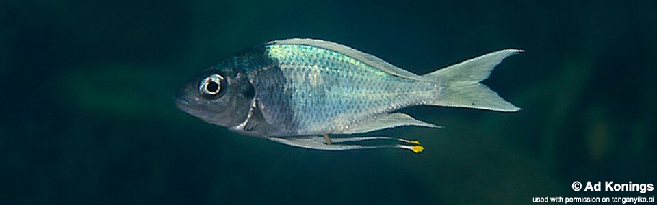 Ophthalmotilapia ventralis 'Nzwema'